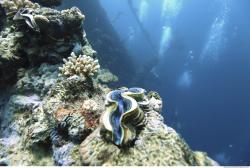 Photo Reference of Umbria Wingate Reef - Sudan